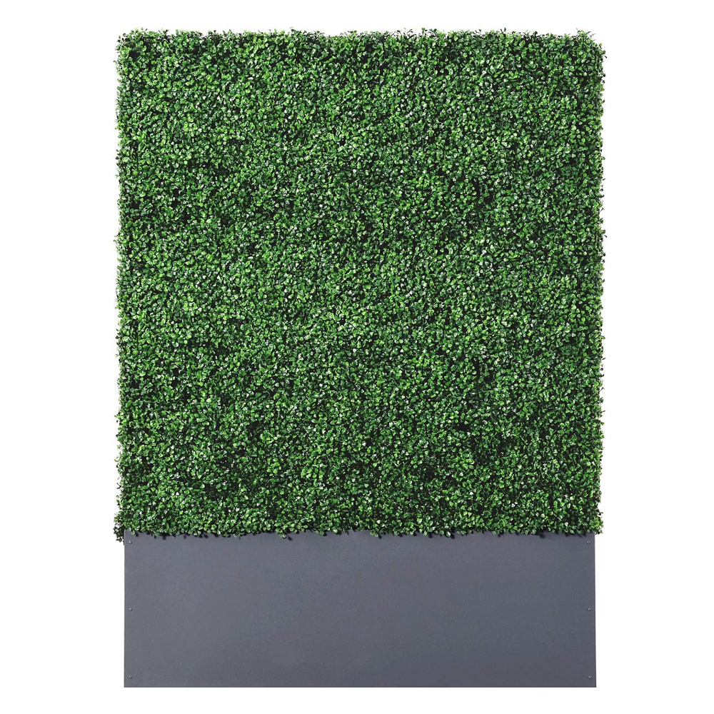 ficus-hedge-walls